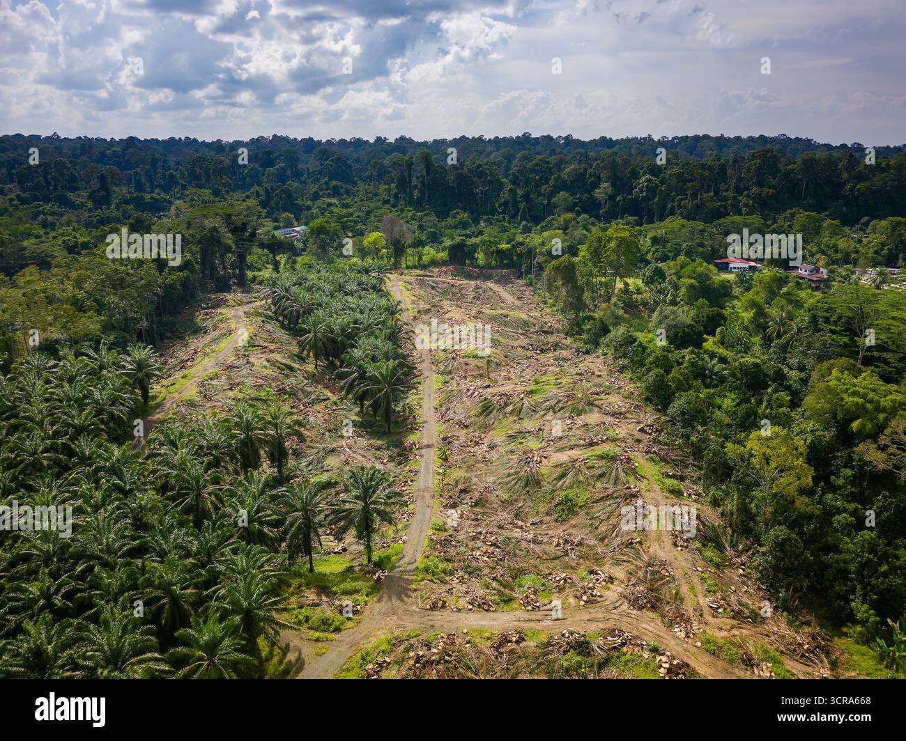 Terreni sgomberati e alberi abbattuti per l'agricoltura vicino alla lussureggiante foresta pluviale del Borneo Foto Stock