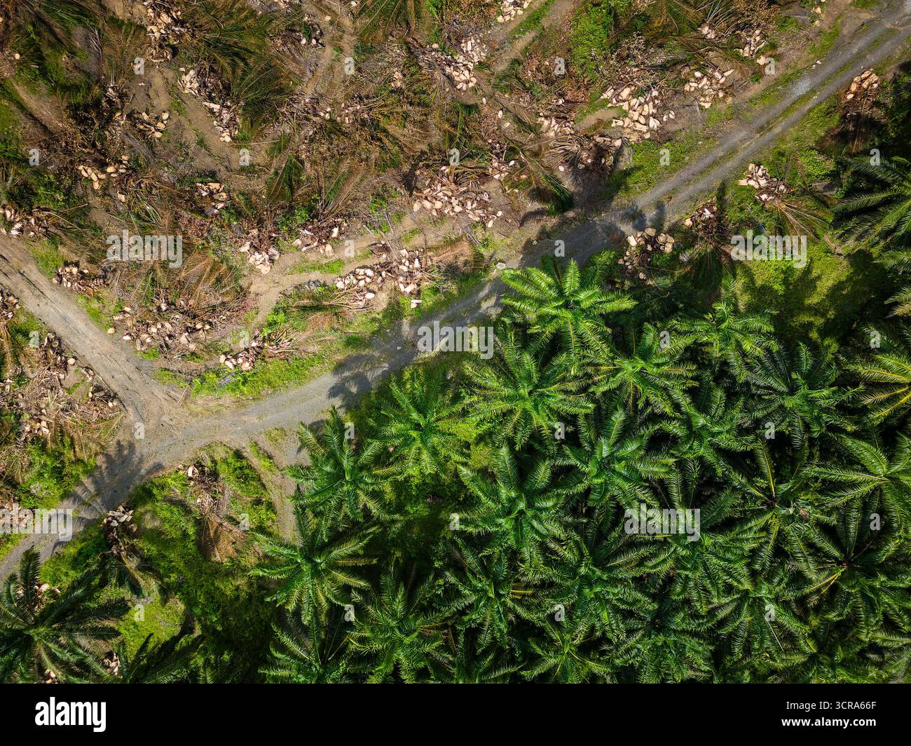 Vista droni della deforestazione per l'agricoltura dell'olio di palma nella foresta pluviale del Borneo Foto Stock
