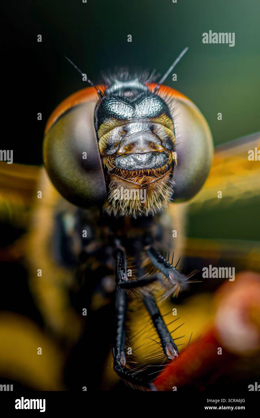 La macrofotografia estrema cattura i dettagli intricati del volto di una libellula, rivelando i suoi occhi composti, le mandibole e i peli delicati Foto Stock