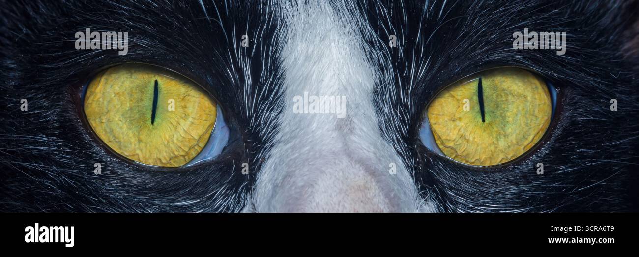 Pelliccia di gatto in bianco e nero che incornicia gli occhi gialli brillanti in un macro ritratto, cattura intensi occhi di vista, messa a fuoco predatoria, consistenza e pupille nitide in primo piano Foto Stock