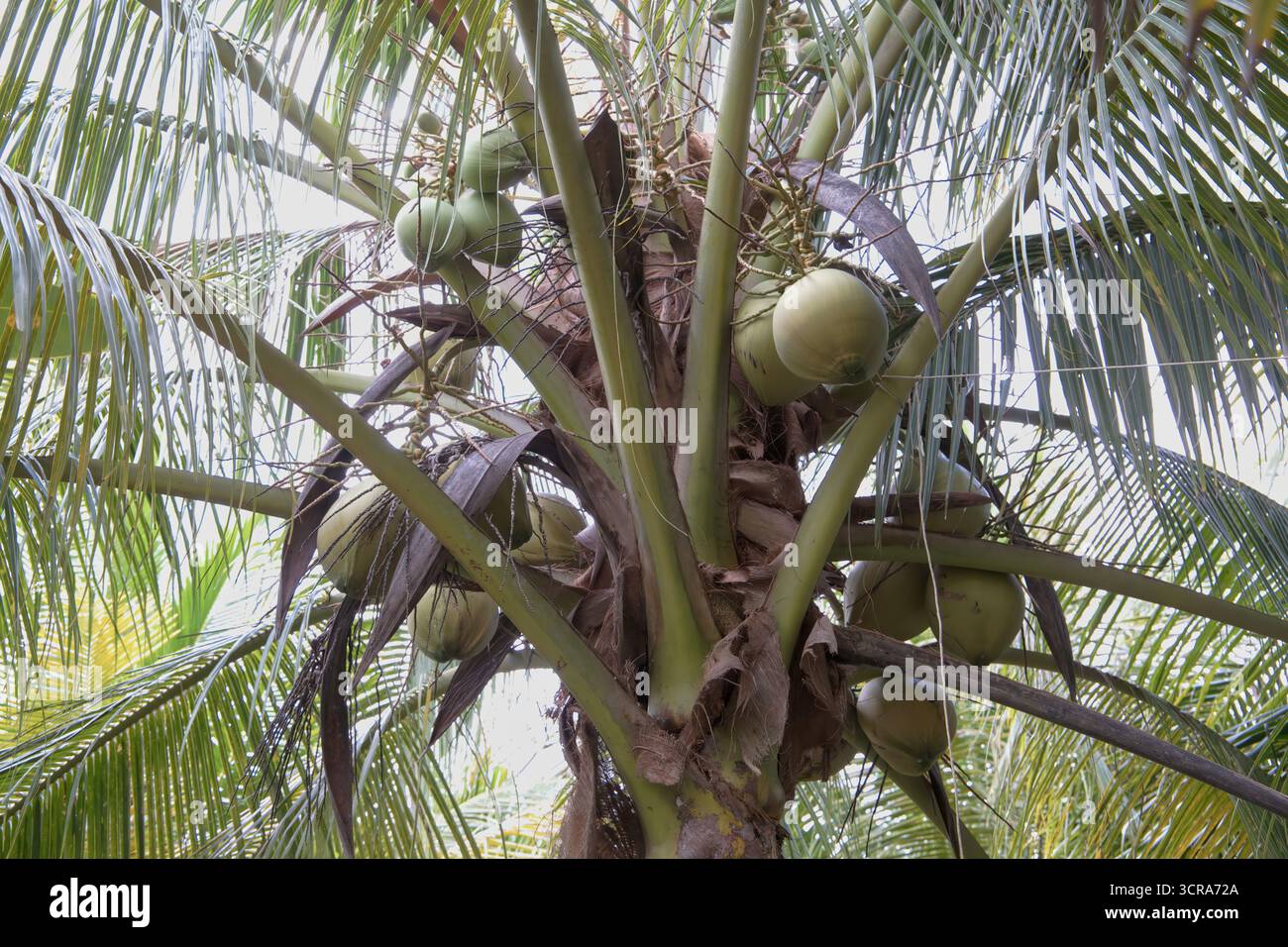 L'agricoltura della noce di cocco in Thailandia Una vasta industria del paese. Foto Stock