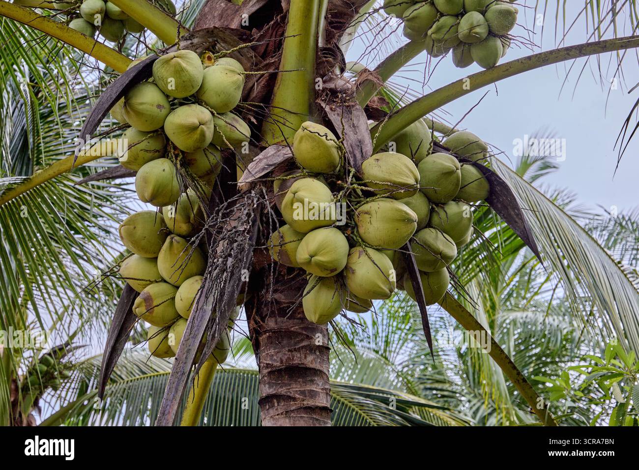 L'agricoltura della noce di cocco in Thailandia Una vasta industria del paese. Foto Stock