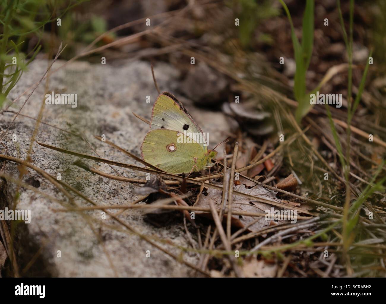 Farfalla gialla nuvolata forma elice femminile - Colias croceus Foto Stock