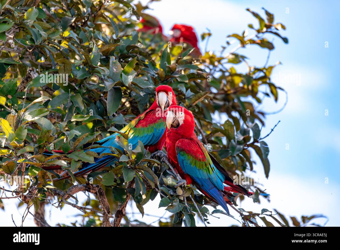 Ara chloropterus (Ara chloropterus), nota come argilla ad ali verdi, grande e prevalentemente rossa del genere Ara. Buraco das Araras, Mato grosso do sul. Braz Foto Stock