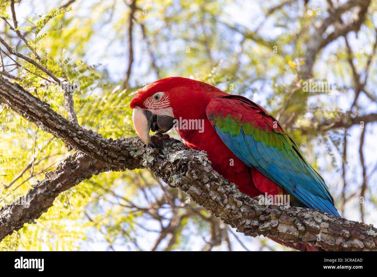 Ara chloropterus (Ara chloropterus), nota come argilla ad ali verdi, grande e prevalentemente rossa del genere Ara. Buraco das Araras, Mato grosso do sul. Braz Foto Stock