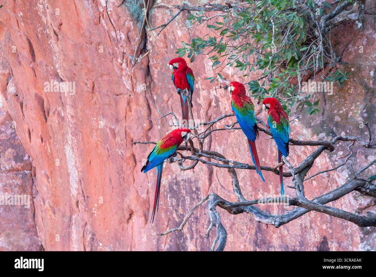 Ara chloropterus (Ara chloropterus), nota come argilla ad ali verdi, grande e prevalentemente rossa del genere Ara. Buraco das Araras, Mato grosso do sul. Braz Foto Stock