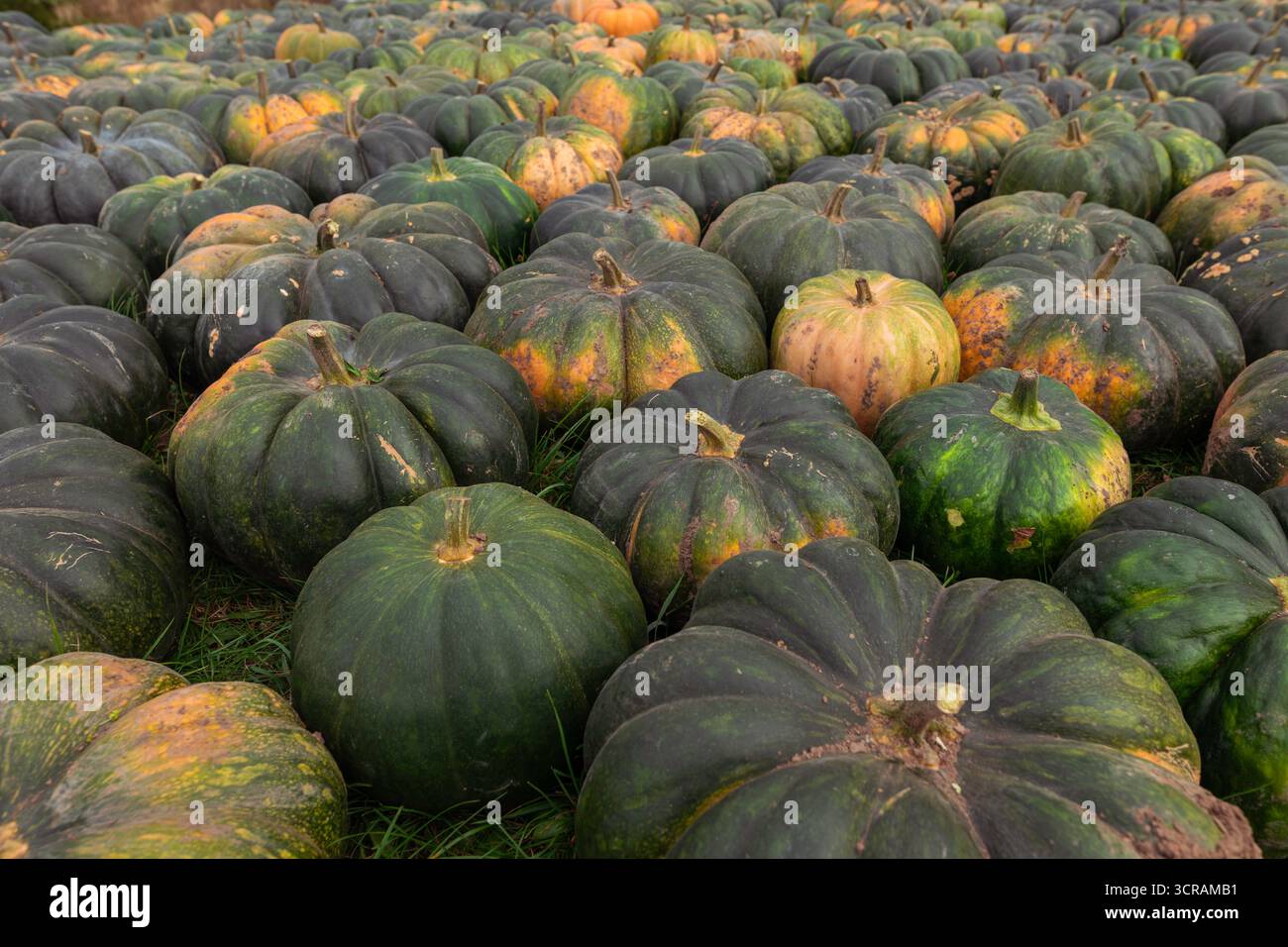Vista dall'alto primo piano delle zucche verdi (Cucurbita maxima) con macchie di arancio sull'erba, raccolta autunnale, luce naturale naturale dei prodotti agricoli Foto Stock