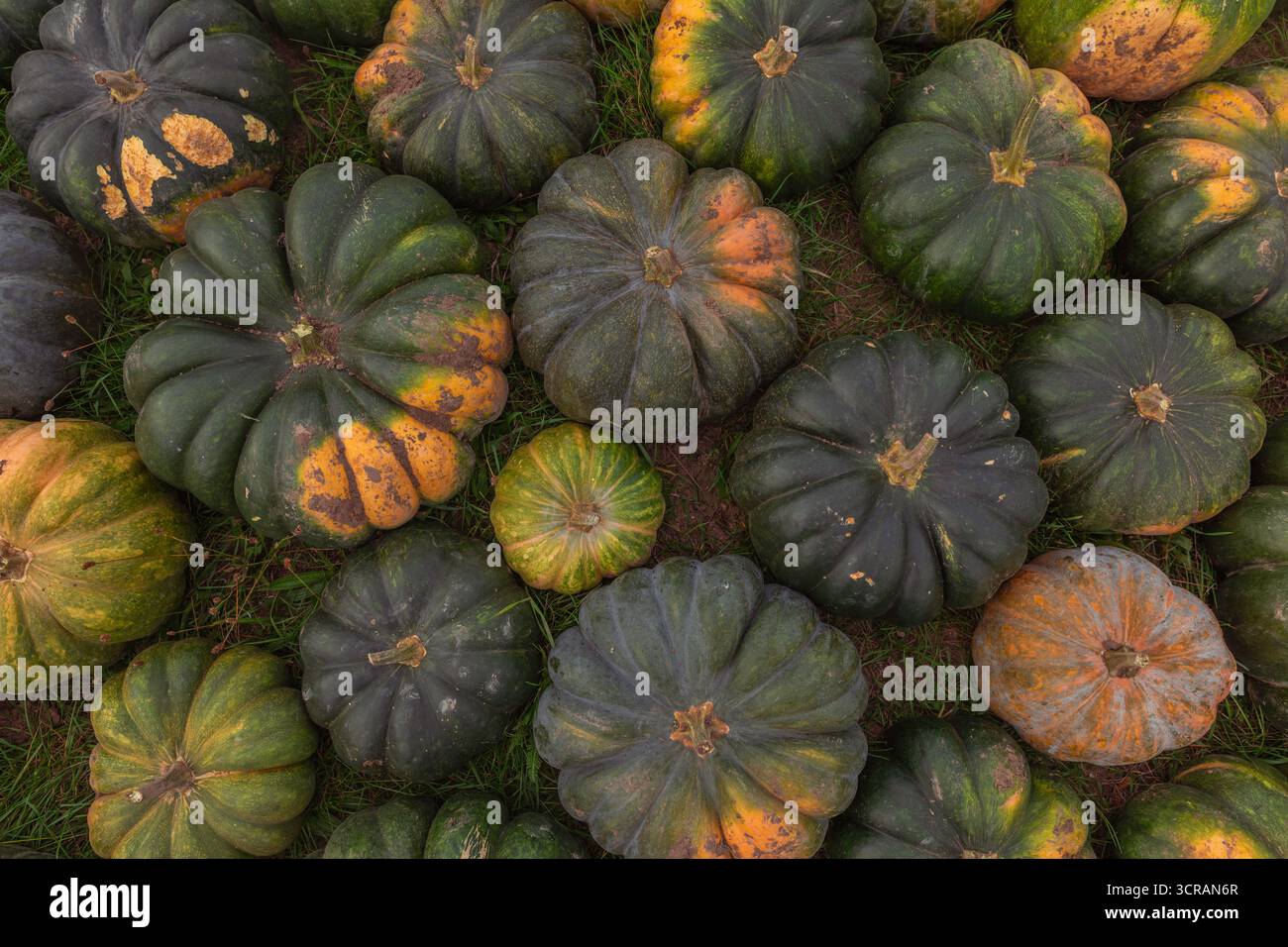 Vista dall'alto ravvicinata delle zucche verdi (Cucurbita maxima) con macchie d'arancio sull'erba, prodotti agricoli autunnali, foto dell'agricoltura all'aperto Foto Stock