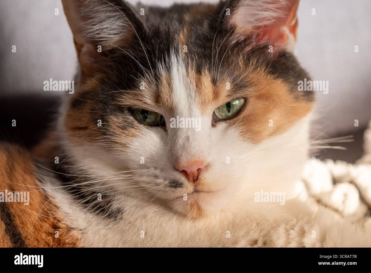 Ritratto dettagliato di un gatto calico con occhi verdi e pelliccia morbida, catturato dalla calda luce naturale. Perfetto per animali domestici, animali e gatti domestici Foto Stock