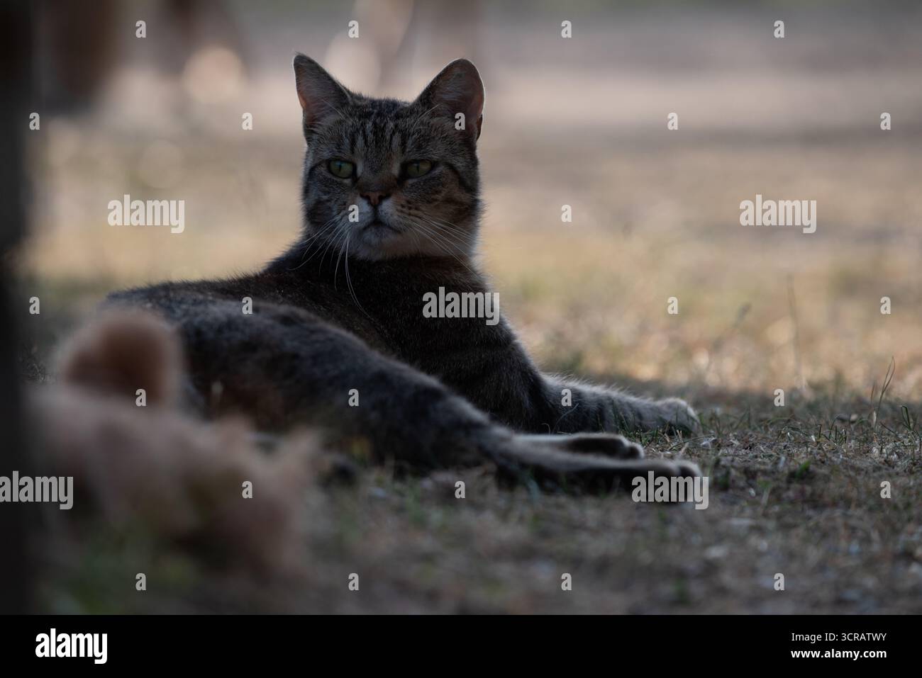 Un gatto tabby che riposa a terra all'ombra durante una giornata di sole. Tranquillo animale domestico con un'espressione rilassata all'aperto. Foto Stock