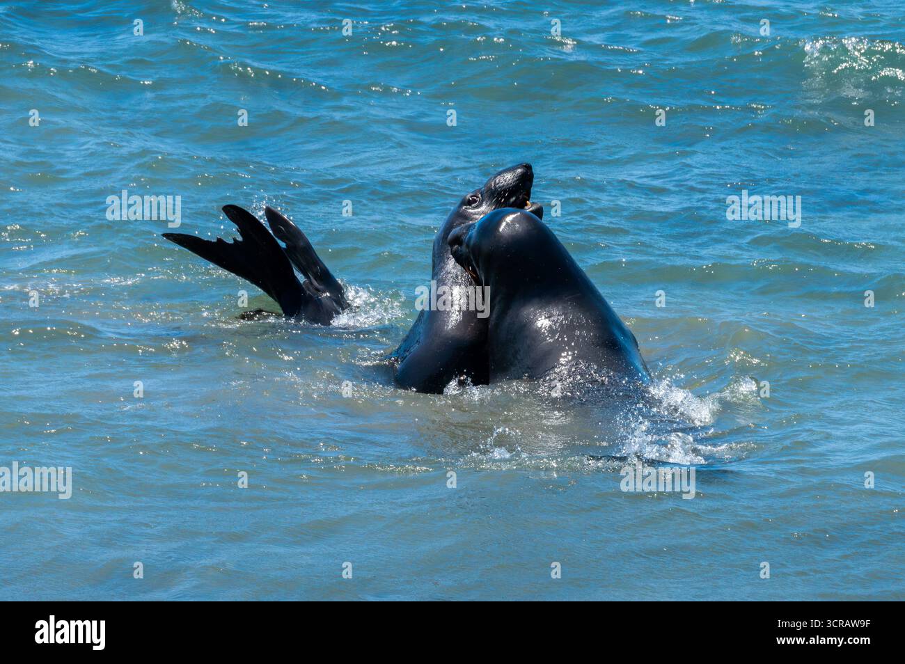 Dominanza definita. Le foche degli elefanti combattono ferocemente durante la stagione riproduttiva. Un potente momento di vita selvaggia. Foto Stock