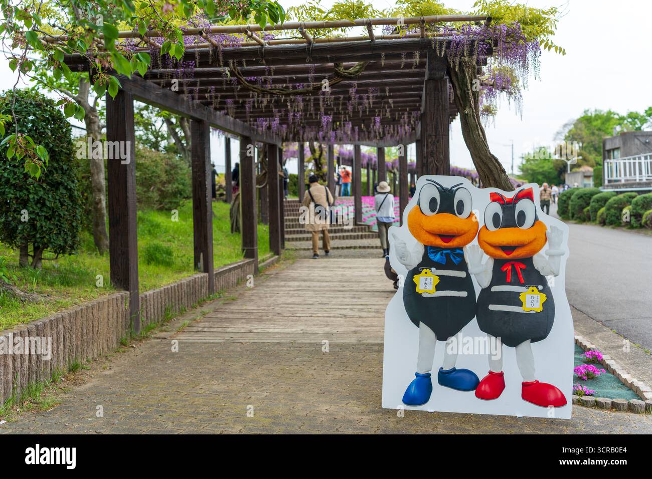 Toba no Fuji, un famoso festival dei fiori di glicine che si tiene presso il Toba Water Environment Conservation Center durante il suo open day. Kyoto, Giappone. Foto Stock