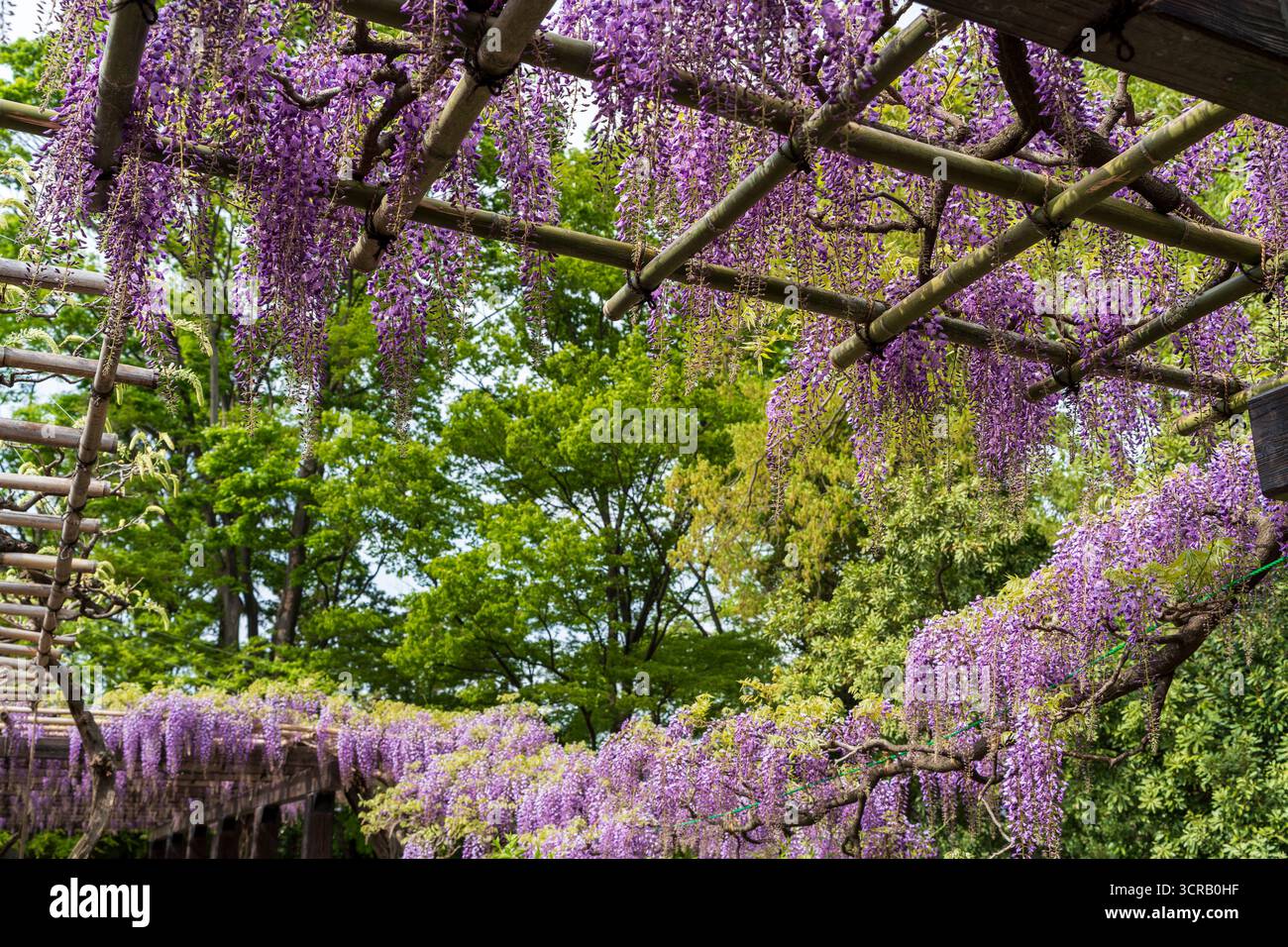 Toba no Fuji, un famoso festival dei fiori di glicine che si tiene presso il Toba Water Environment Conservation Center durante il suo open day. Kyoto, Giappone. Foto Stock