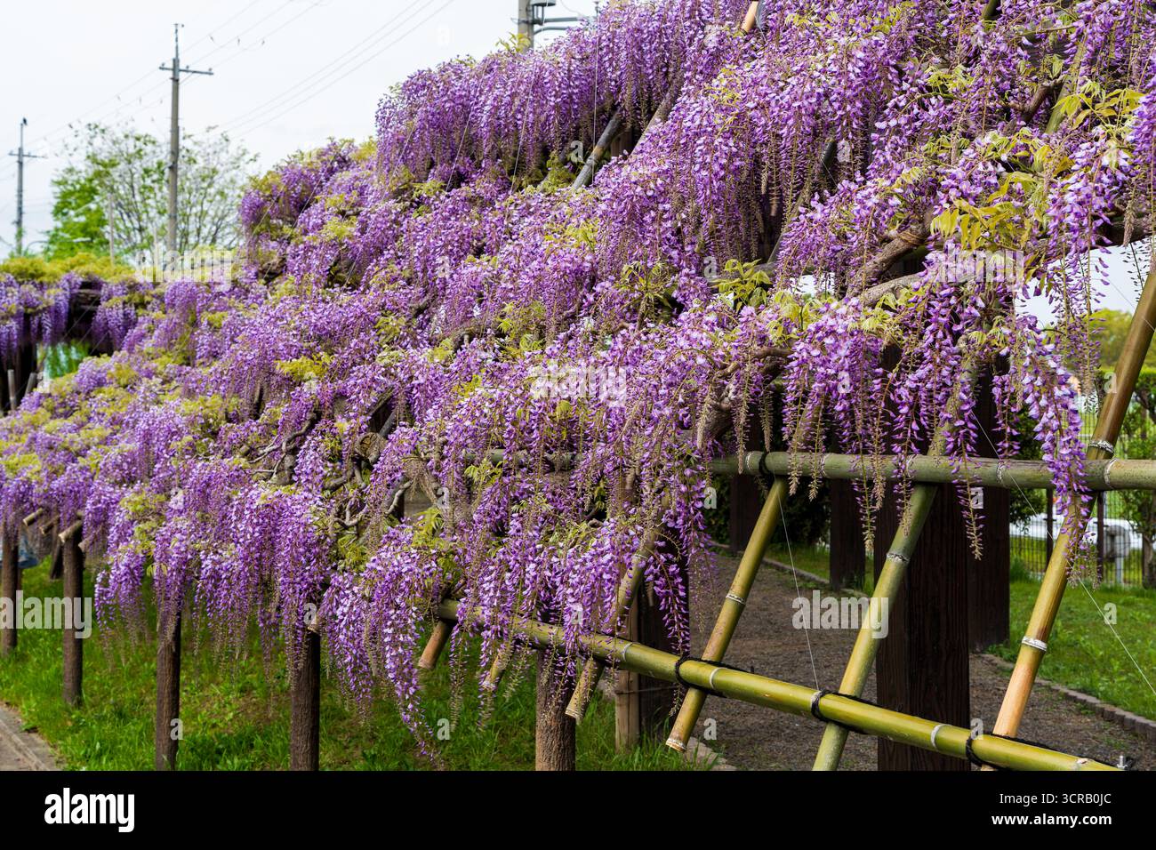 Toba no Fuji, un famoso festival dei fiori di glicine che si tiene presso il Toba Water Environment Conservation Center durante il suo open day. Kyoto, Giappone. Foto Stock