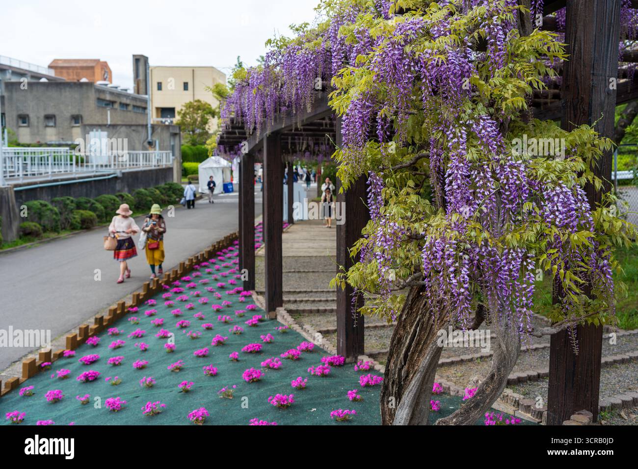 Toba no Fuji, un famoso festival dei fiori di glicine che si tiene presso il Toba Water Environment Conservation Center durante il suo open day. Kyoto, Giappone. Foto Stock