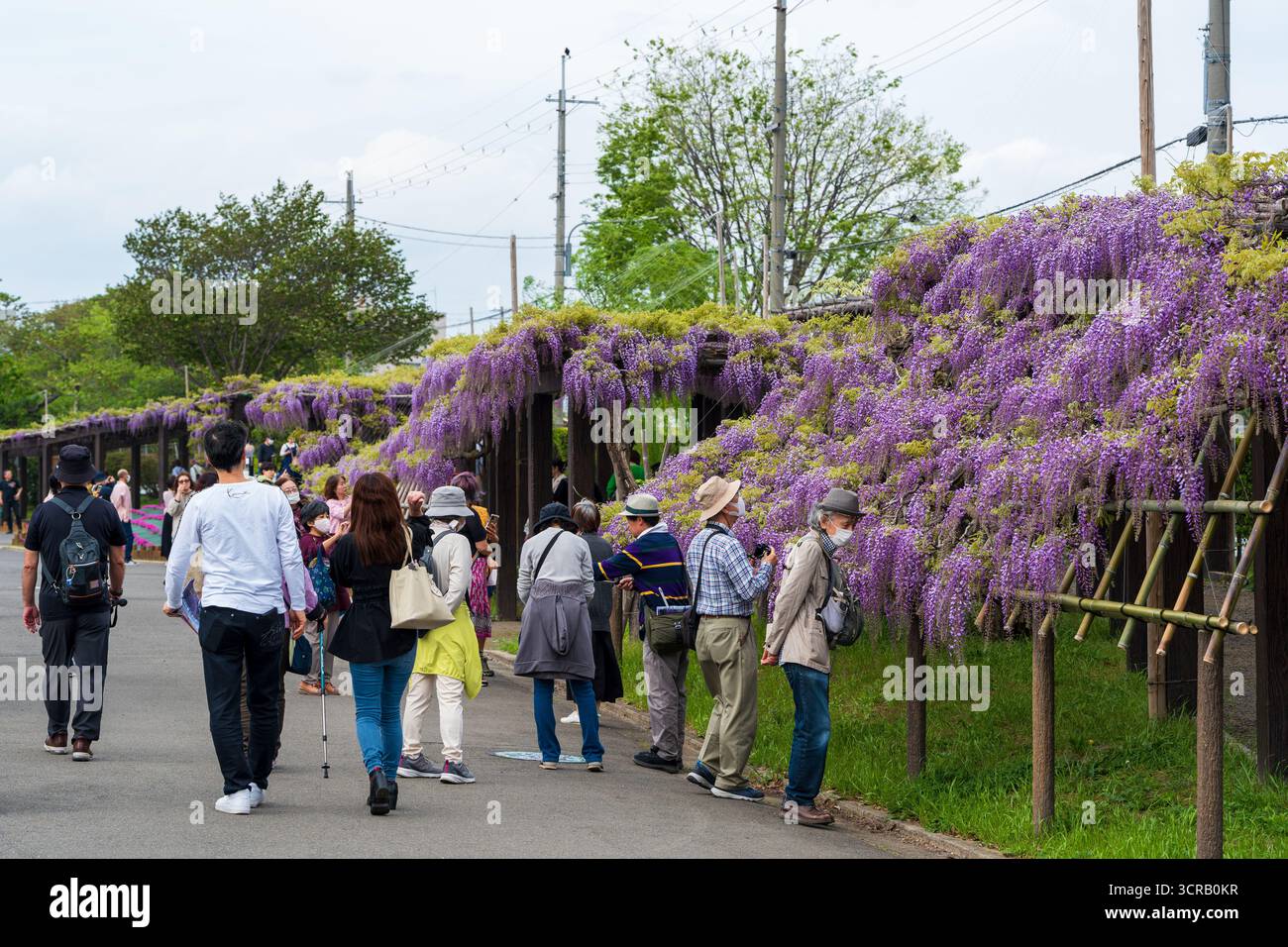Toba no Fuji, un famoso festival dei fiori di glicine che si tiene presso il Toba Water Environment Conservation Center durante il suo open day. Kyoto, Giappone. Foto Stock