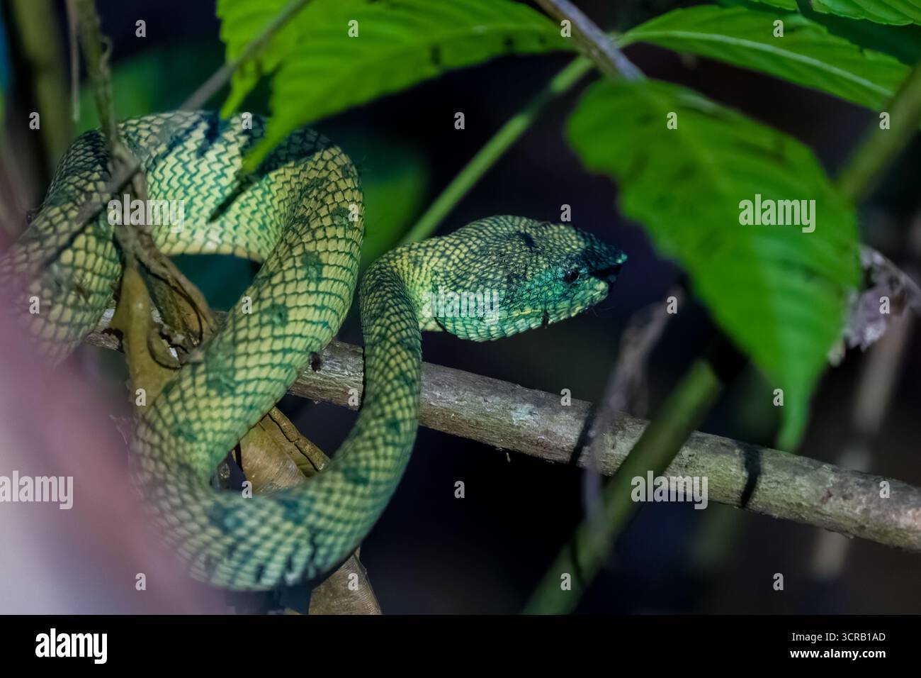 Bornean Keeled Pit Viper (Tropidolaemus subannulatus) nel suo habitat della foresta pluviale di notte. Foto Stock