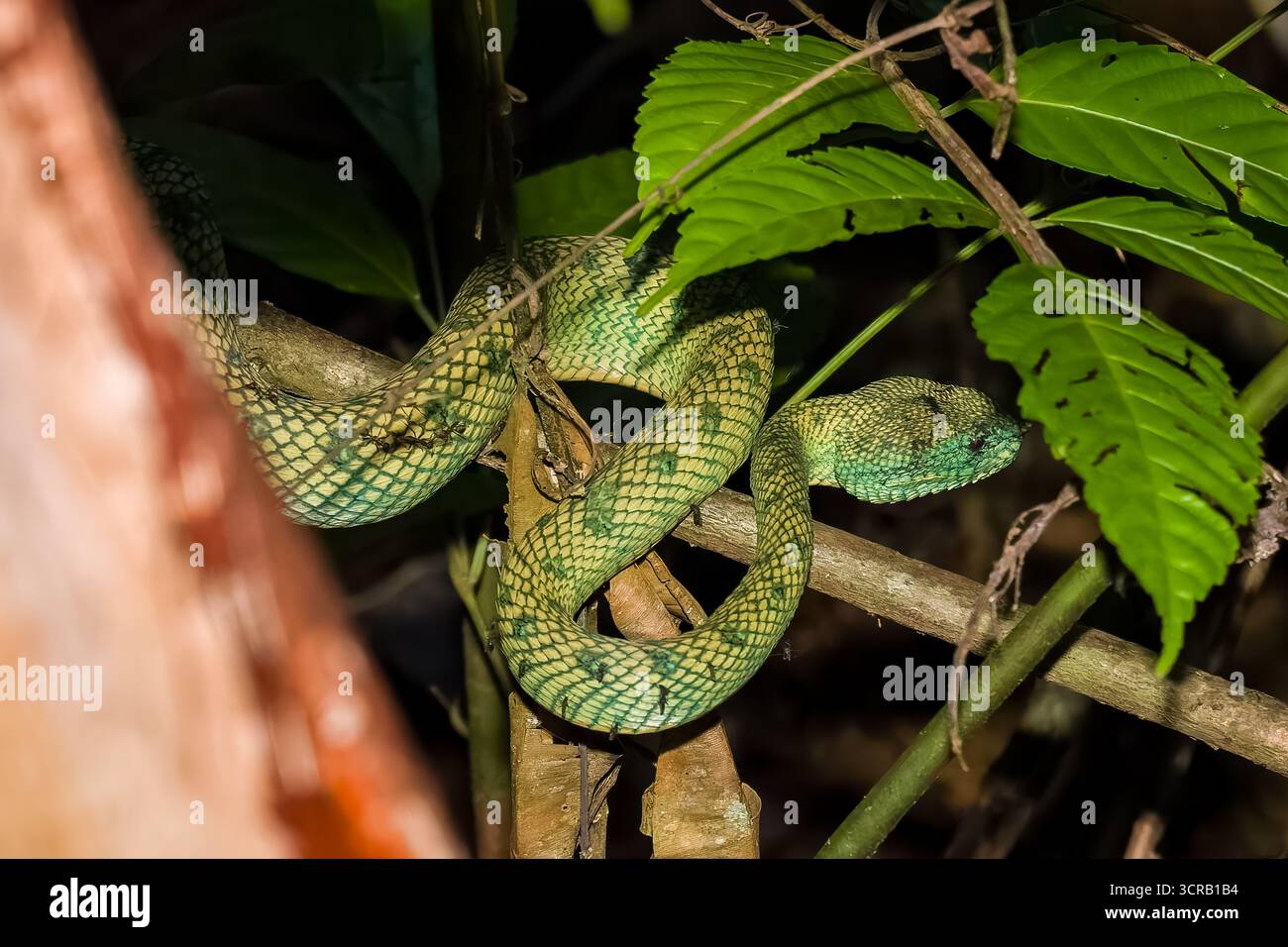 Primo piano di una fossa borneana mimetizzata nel suo habitat naturale della foresta pluviale di notte Foto Stock