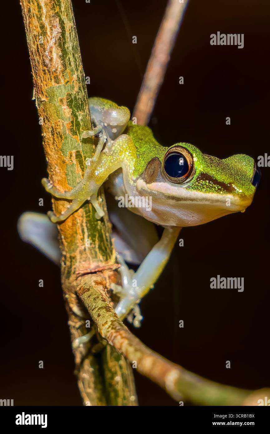 Piccola rana verde notturna con grandi occhi neri appollaiata su un ramoscello nel suo habitat Foto Stock