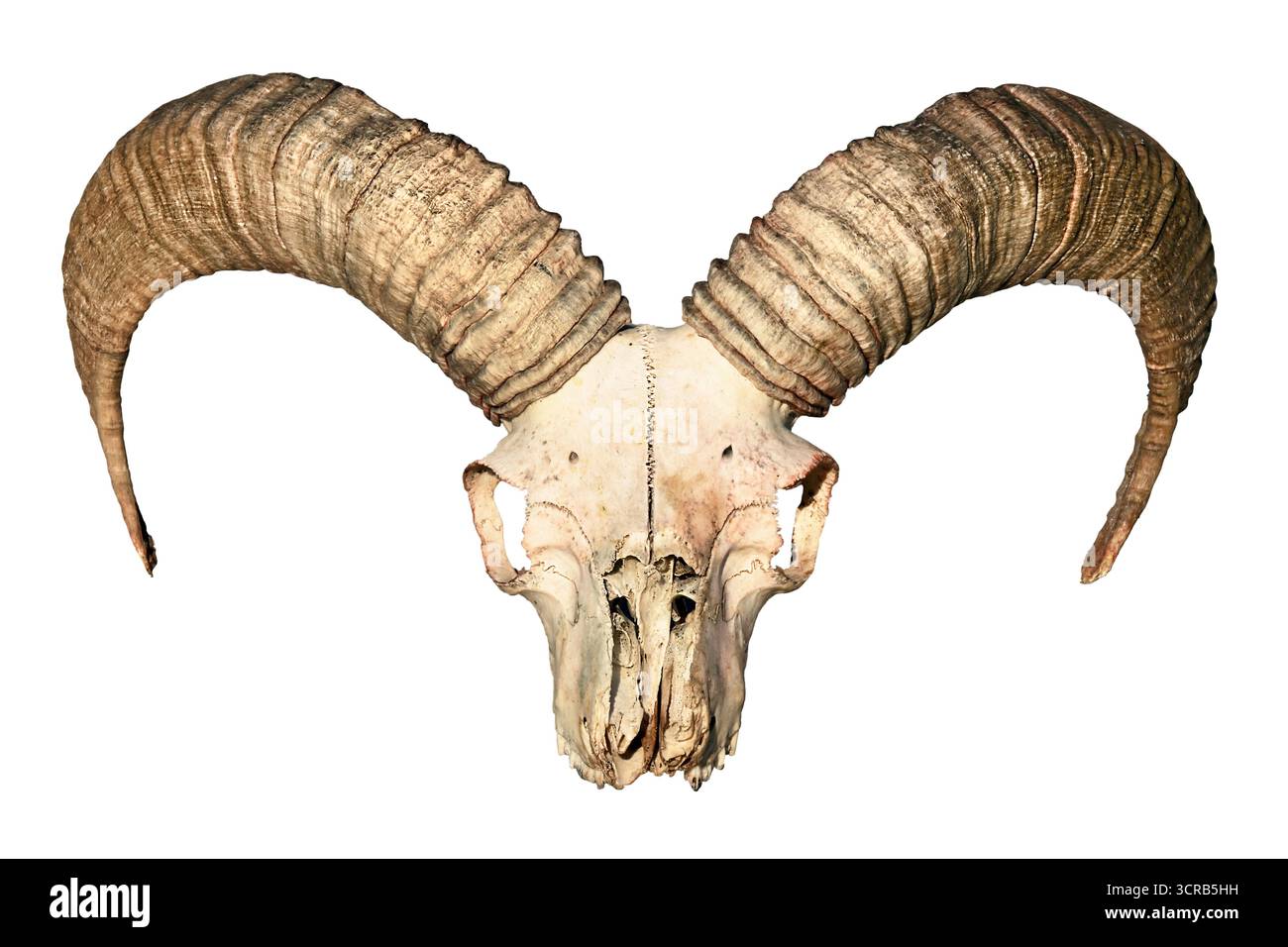 Cranio di muflon con grandi corna su sfondo bianco per la fauna selvatica e l'arte della natura Foto Stock