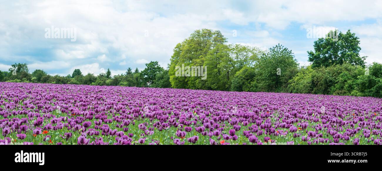 Campo di papavero da oppio primaverile con splendidi fiori viola in un paesaggio panoramico. Papaver somniferum. Papaveri in fiore in un paesaggio idilliaco. Foto Stock