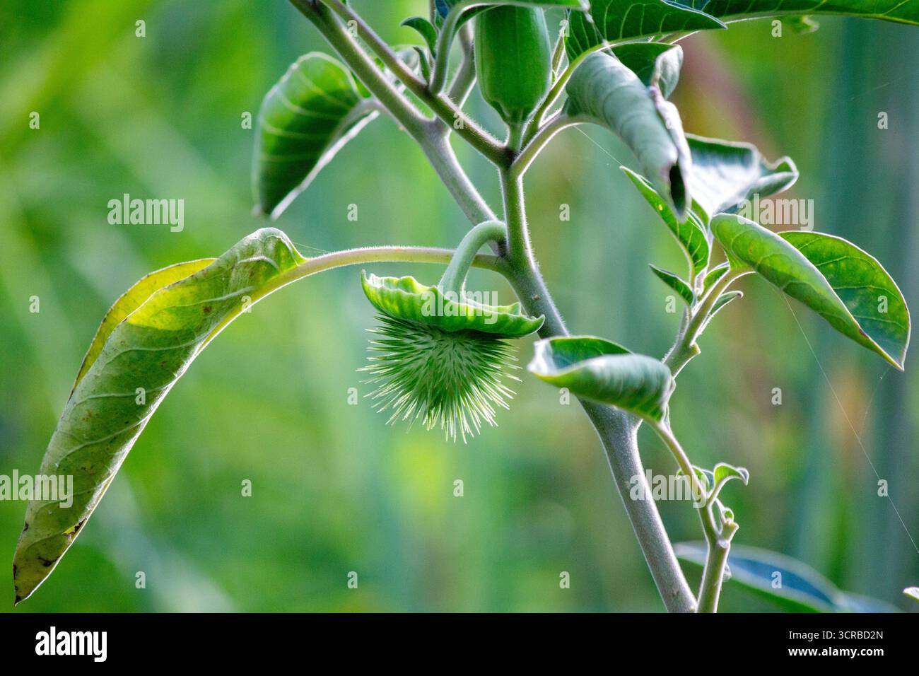 cespuglio di frutta jimsonweed una pianta selvatica nella giungla Foto Stock