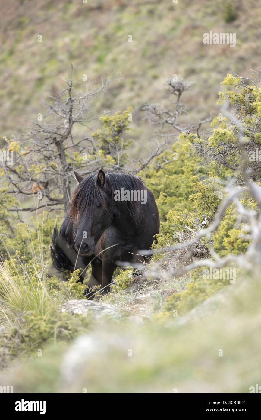 Pindos pindus cavalli selvatici parco nazionale pindos Grecia Europa Foto Stock