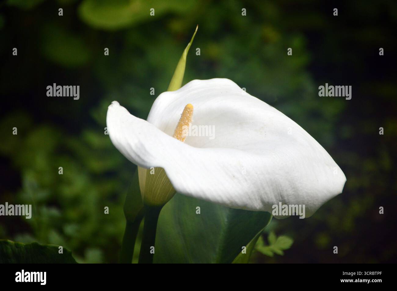 Fiore singolo bianco Zantedeschia Aethiopica "Arum Lily" esposto presso gli Abbotsbury Subtropical Gardens, Abbotsbury, Weymouth, Dorset, Inghilterra, REGNO UNITO. Foto Stock