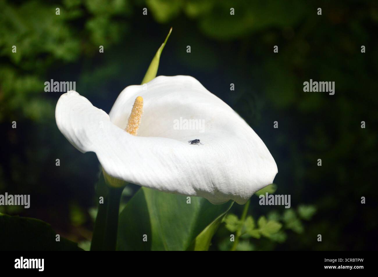 Fiore singolo bianco Zantedeschia Aethiopica "Arum Lily" esposto presso gli Abbotsbury Subtropical Gardens, Abbotsbury, Weymouth, Dorset, Inghilterra, REGNO UNITO. Foto Stock