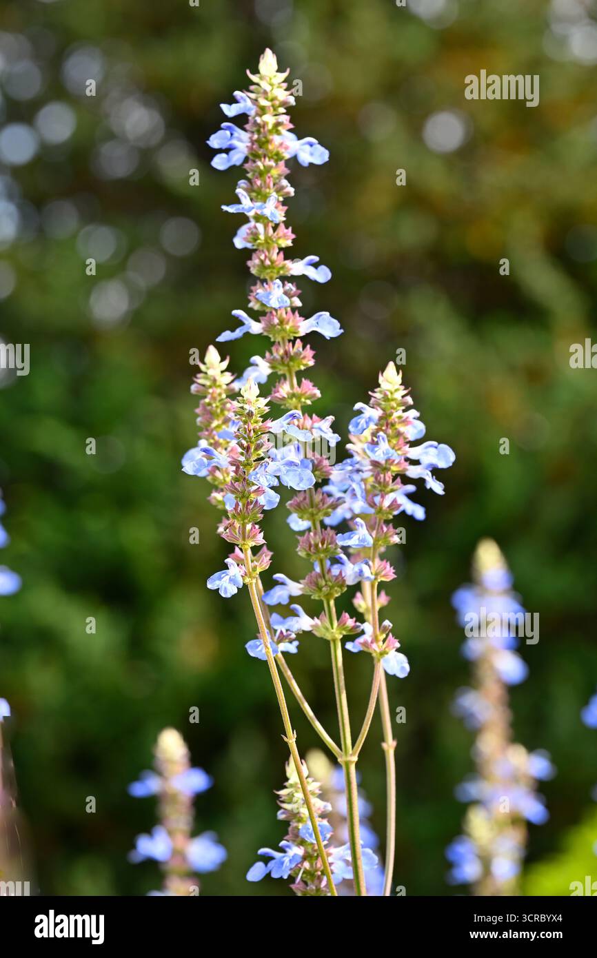 Graziosi e delicati fiori azzurri di Salvia uliginosa o giardino inglese di salvia paludosa settembre Foto Stock