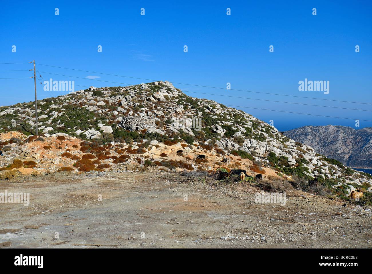 Amorgos Grecia - capre che pascolano liberamente sulla terra arida con riparo costruito in pietra che si affaccia sulla baia di Kalotiri e piccole isole disabitate nell'Egeo Foto Stock