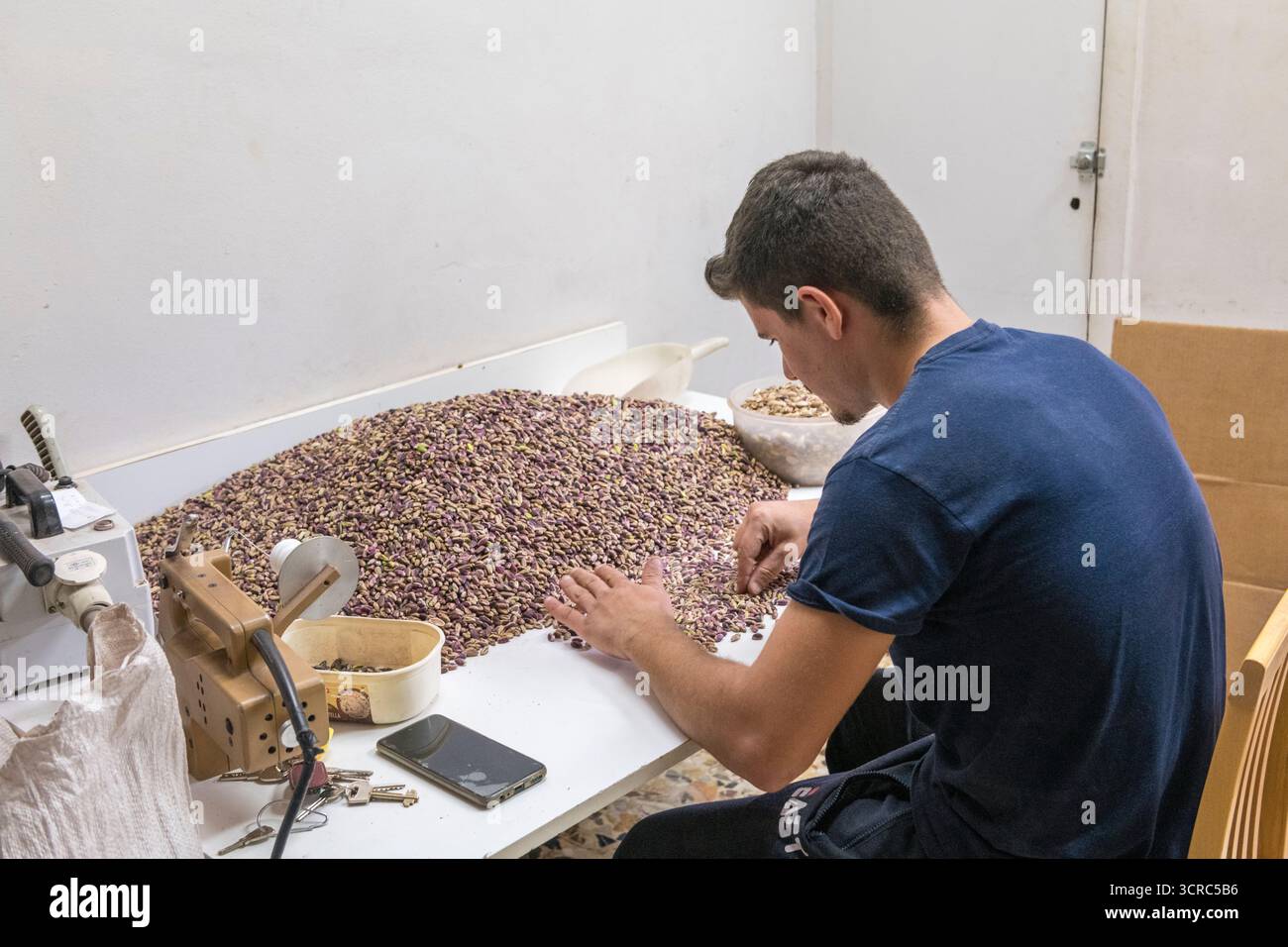 Selezione manuale di pistacchi appena raccolti a Bronte, in Sicilia, fonte dei migliori pistacchi del mondo Foto Stock