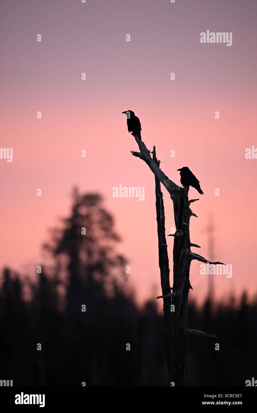 Sentinelle notturne nella foresta finlandese sotto un cielo primaverile rosa (Corvo comune, Cuervo común, Corvus corax) Foto Stock