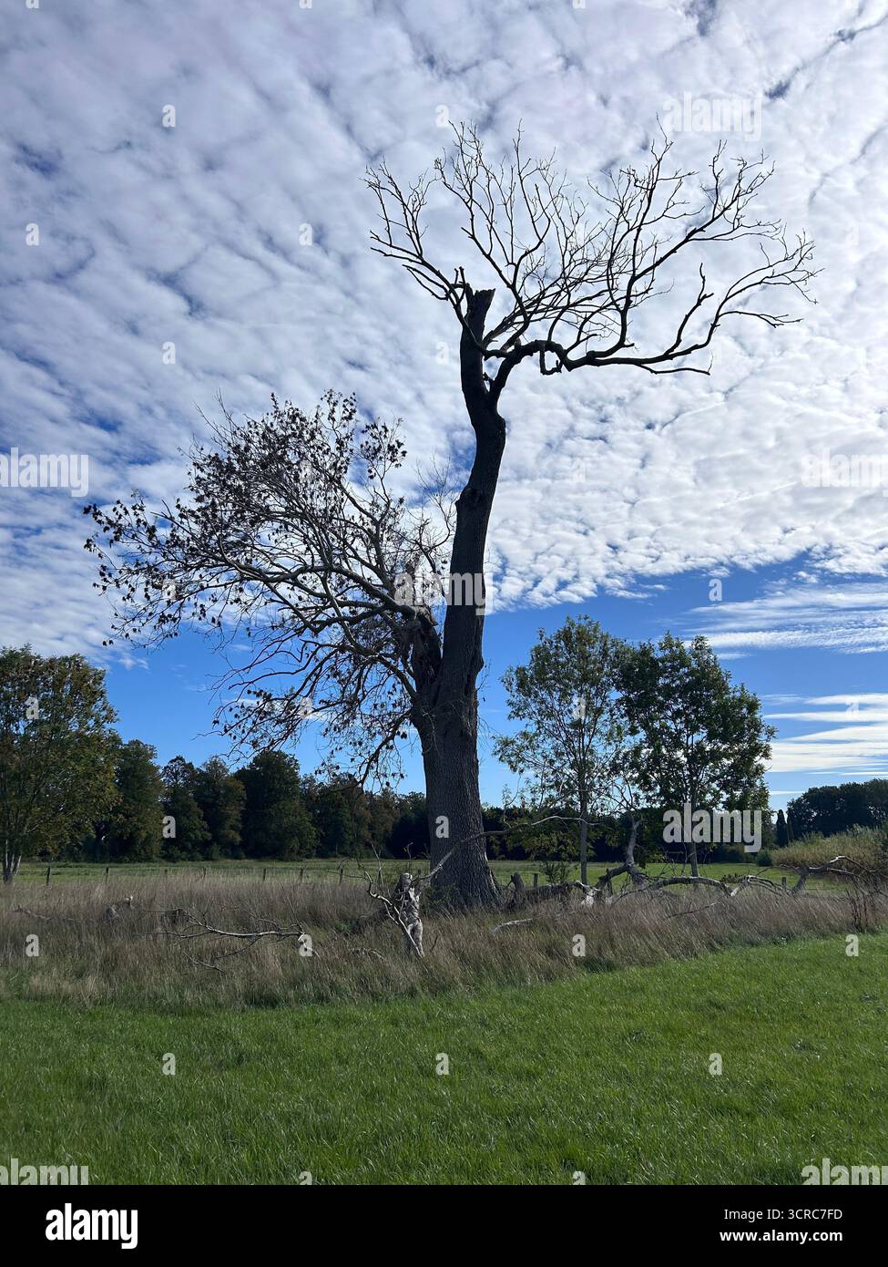 Quercia morta sullo sfondo di un'alta nuvola panoramica Foto Stock