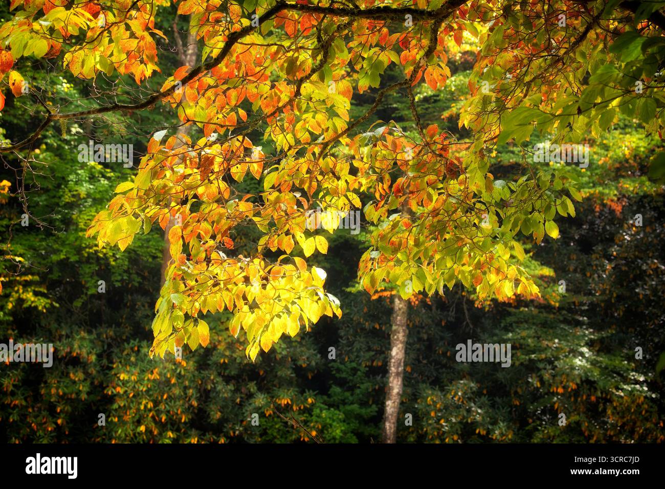 Retroluce sull'albero con foglie di colore autunnale nel profondo della foresta del North Carolina Foto Stock