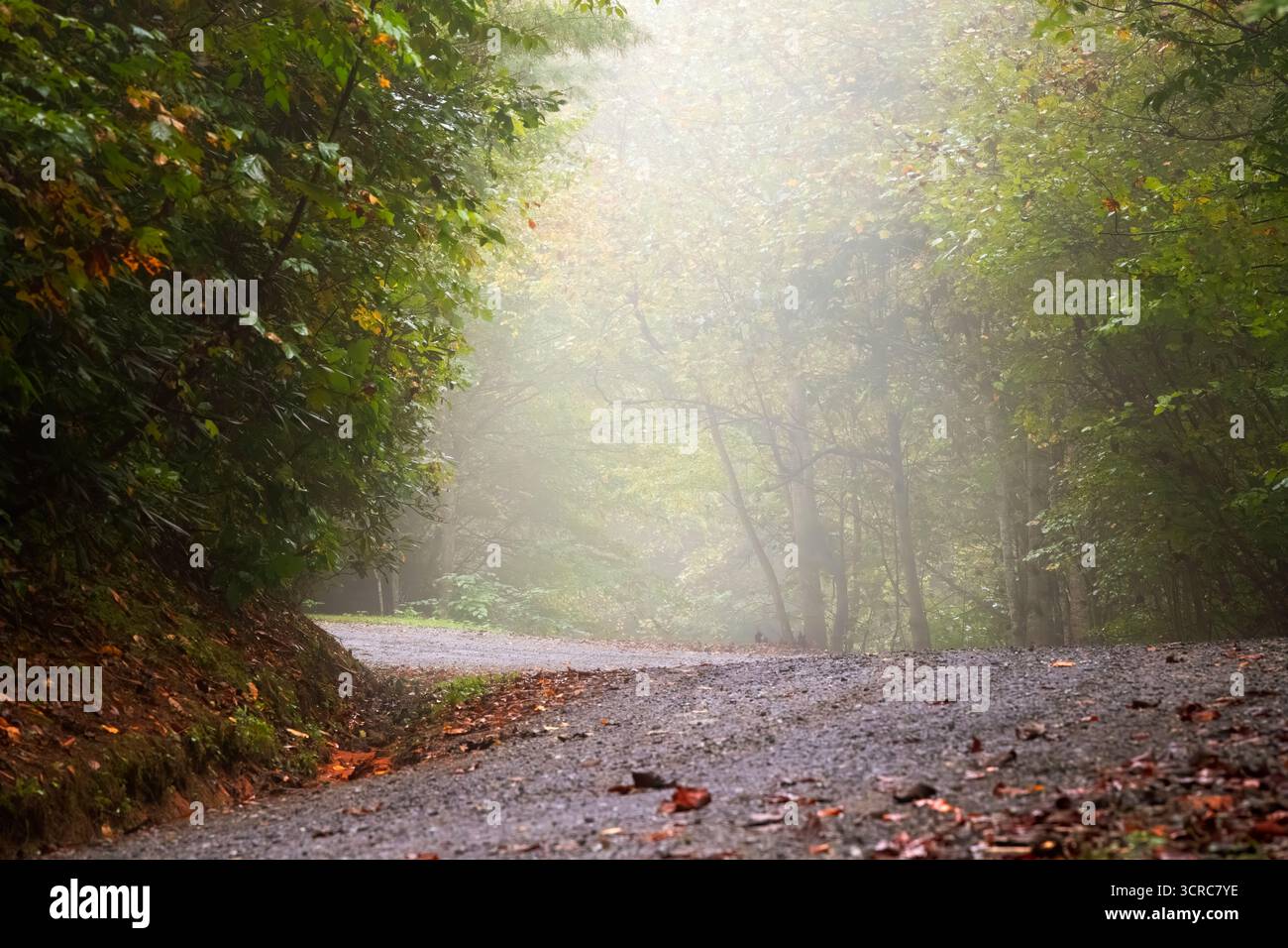 La luce solare filtra attraverso la nebbiosa foresta mattutina in autunno nelle North Carolina Mountains. Foto Stock