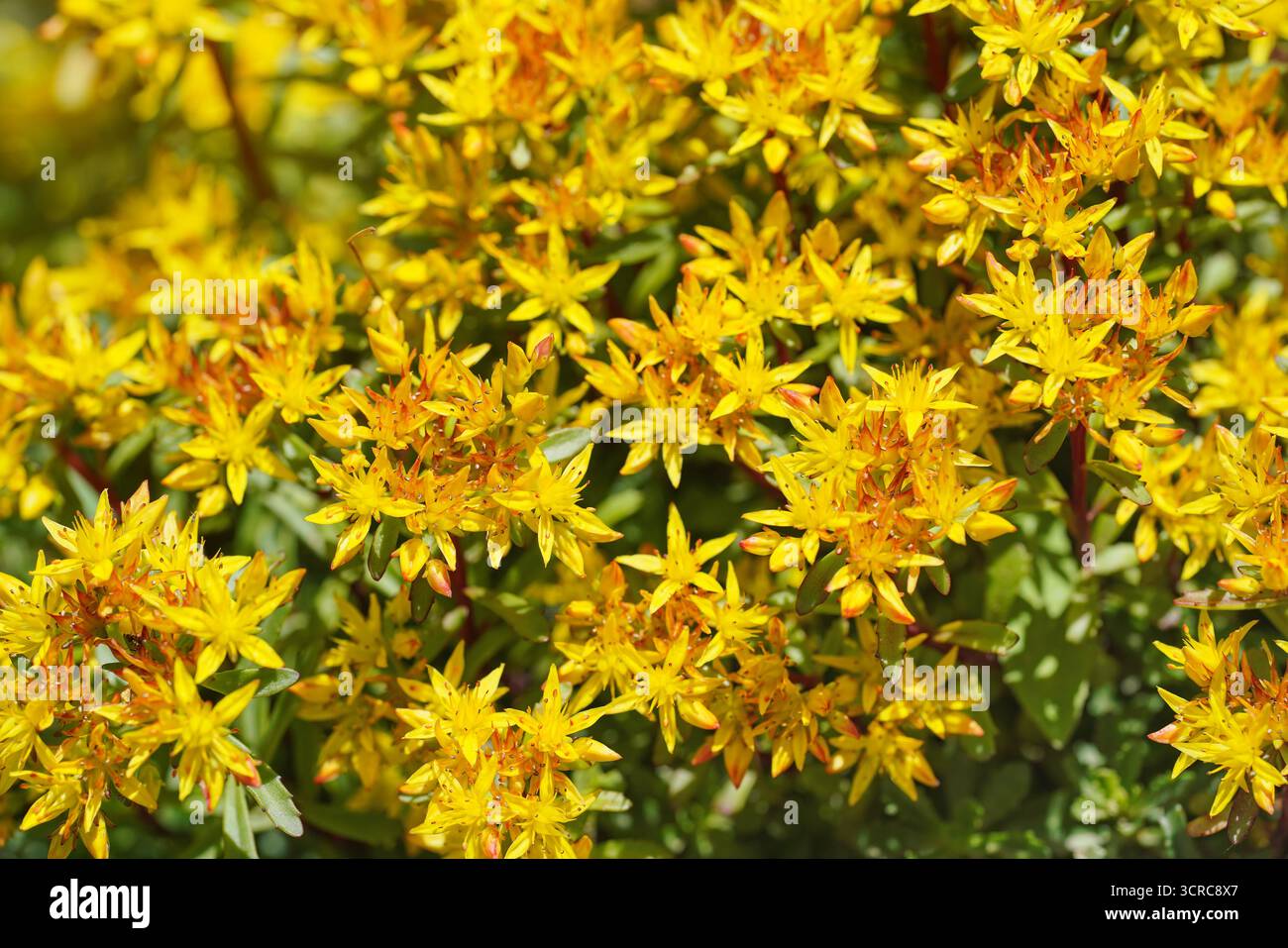 Sedum giallo brillante o fiori di pietra che crescono in giardino, dettaglio ravvicinato Foto Stock