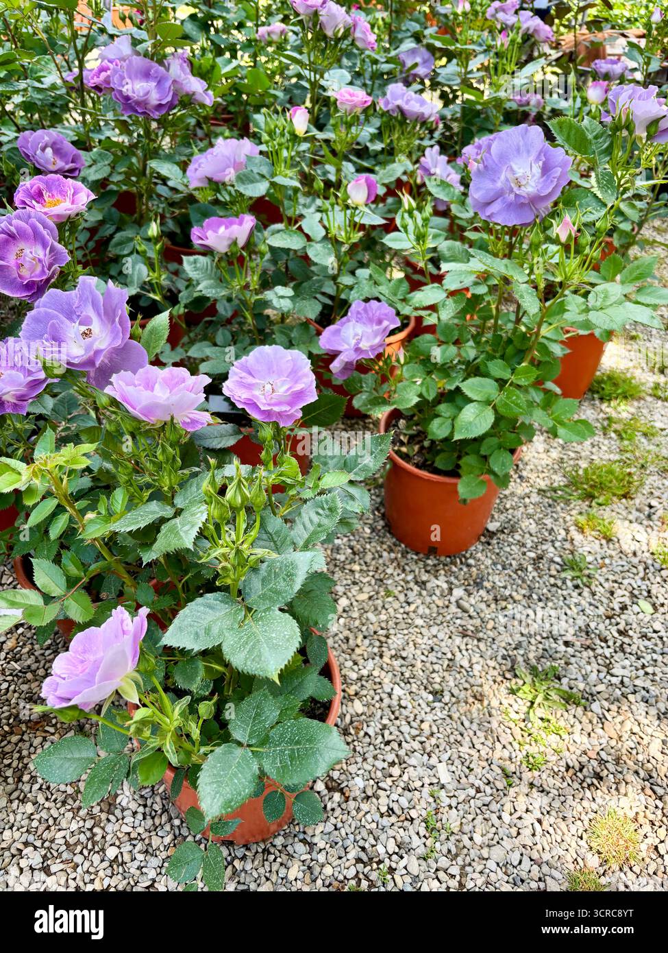 Rosa Pacific Dream. Nel giardino estivo fiorisce una bellissima rosa viola pastello. Perfetto per temi floreali e botanici. Un'idea di giardinaggio. Foto Stock