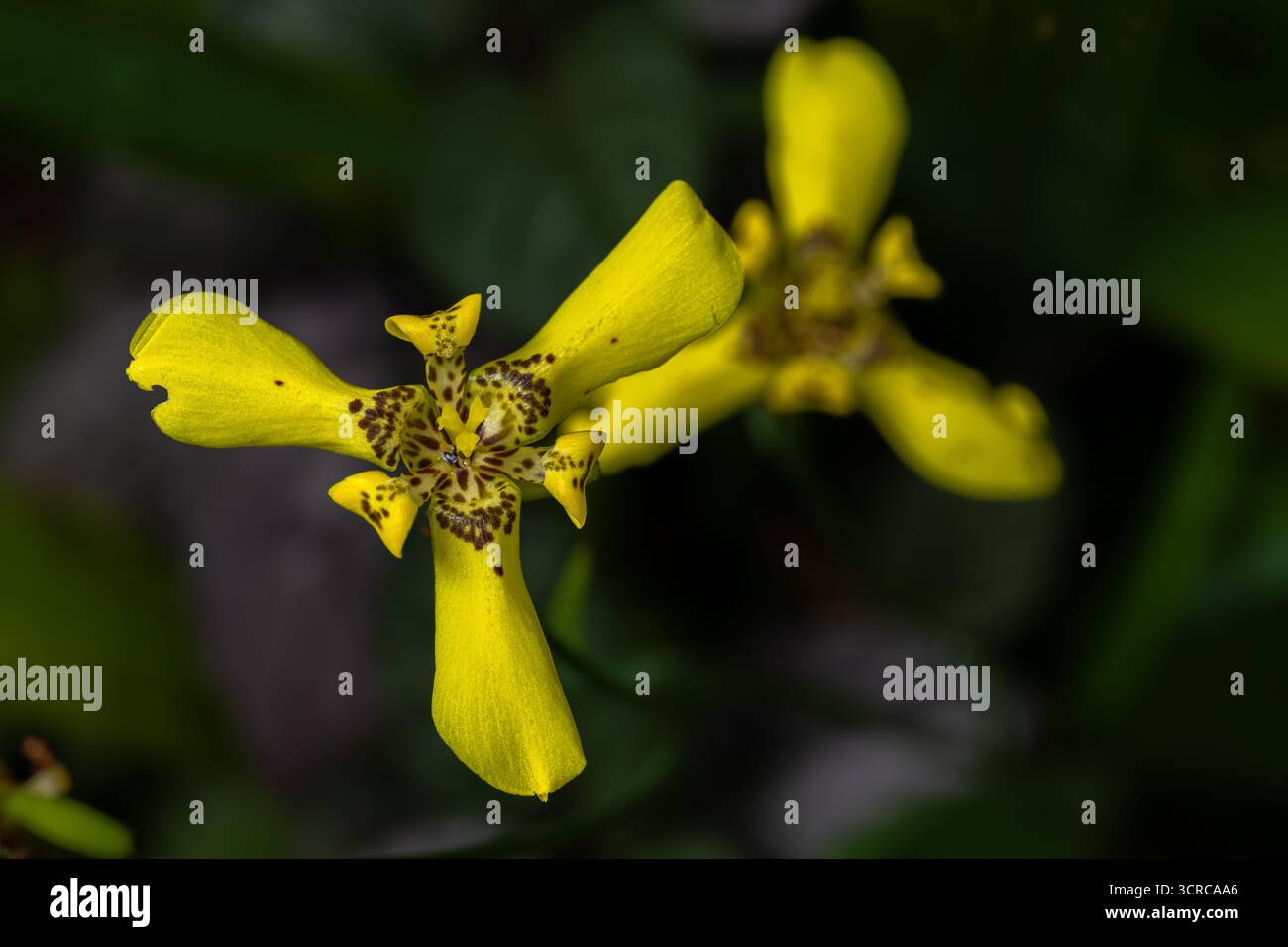 Fiore di un Iris giallo (Trimezia martinicensis) Foto Stock