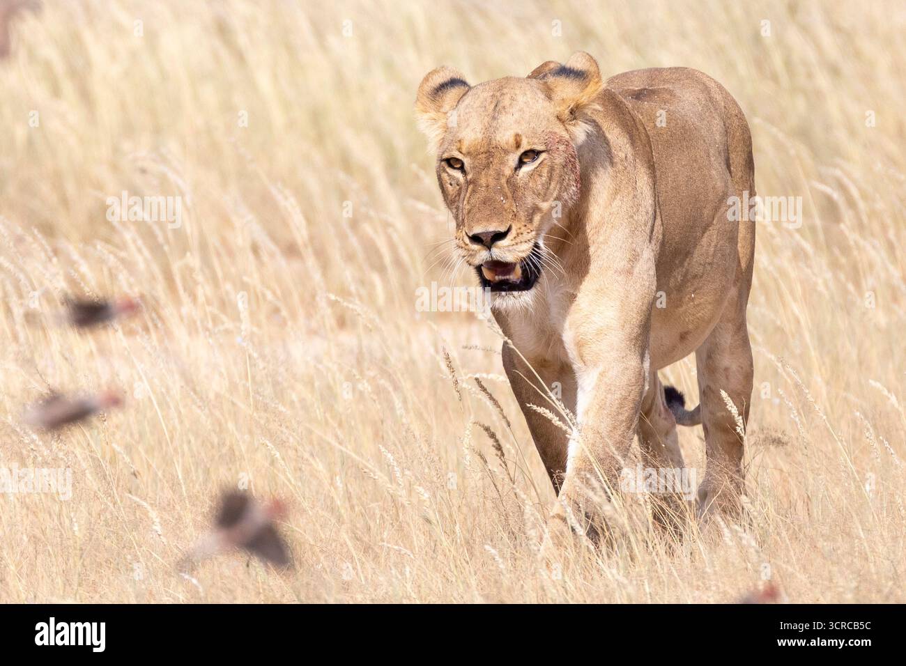 Leonessa del Kalahari, leone (Panthera leo) che cammina in aride praterie savane con volanti Finches dalla testa rossa , Kgalagadi Transborder Park, Sudafrica Foto Stock