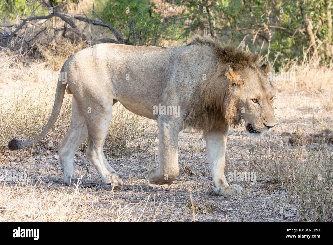 Giovane leone africano (Panthera leo) che cammina attraverso il bosco di mopani savannah, Limpopo, Sudafrica Foto Stock