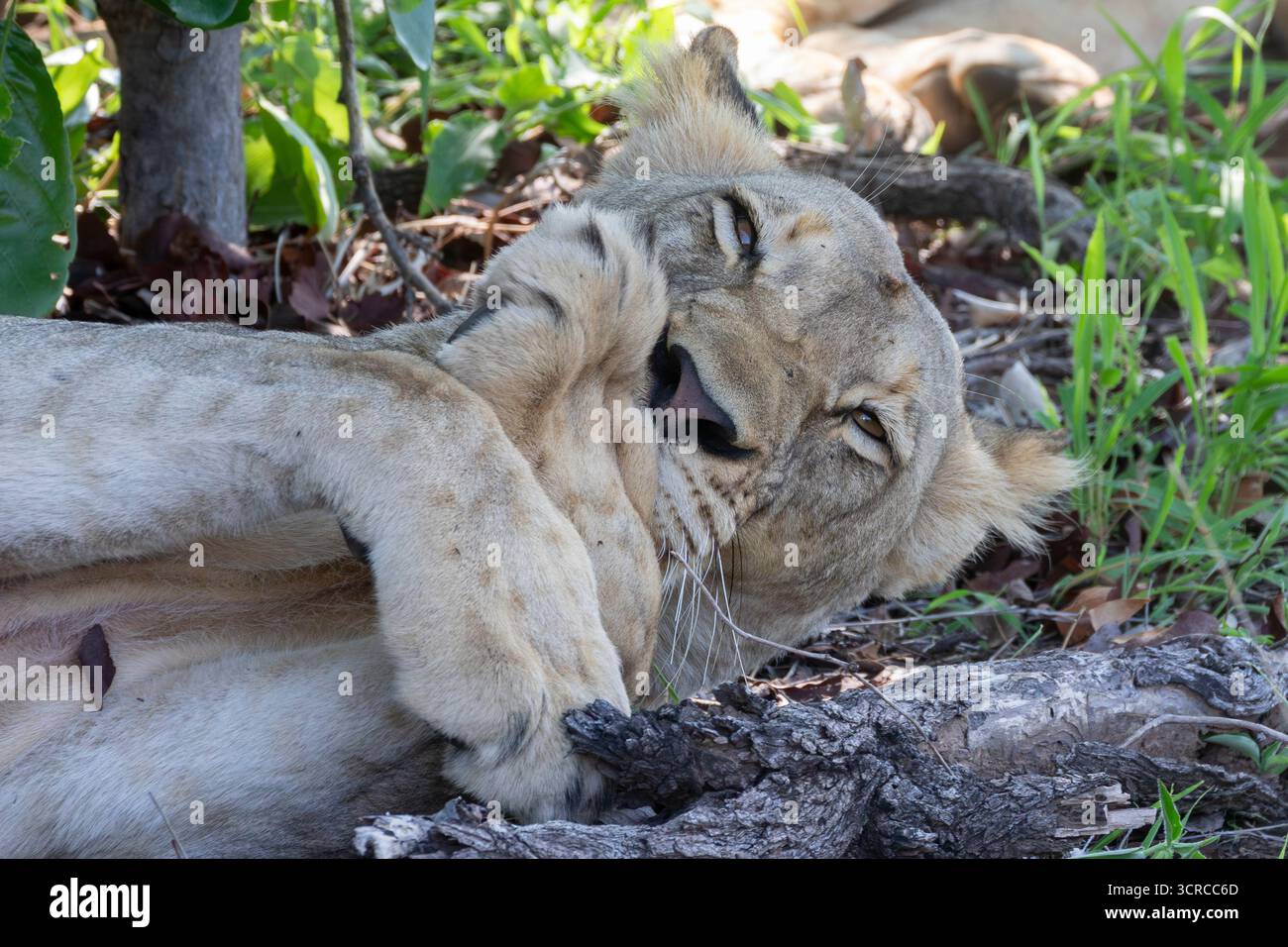 Leonessa africana, leone (Panthera leo) disteso con zampe piegate, primo piano, Limpopo, Sudafrica Foto Stock