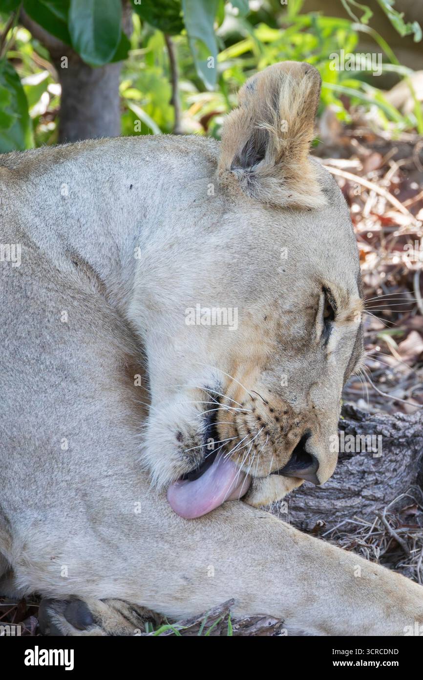 Leonessa africana, leone (Panthera leo) che si prepara all'ombra di un mopane, primo piano, Limpopo, Sudafrica Foto Stock