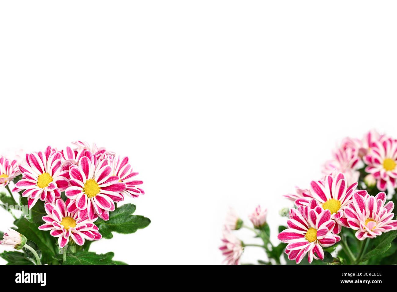Crisantemi rosa e bianco brillante (Chrysanthemum morifolium) su sfondo bianco. Foto Stock