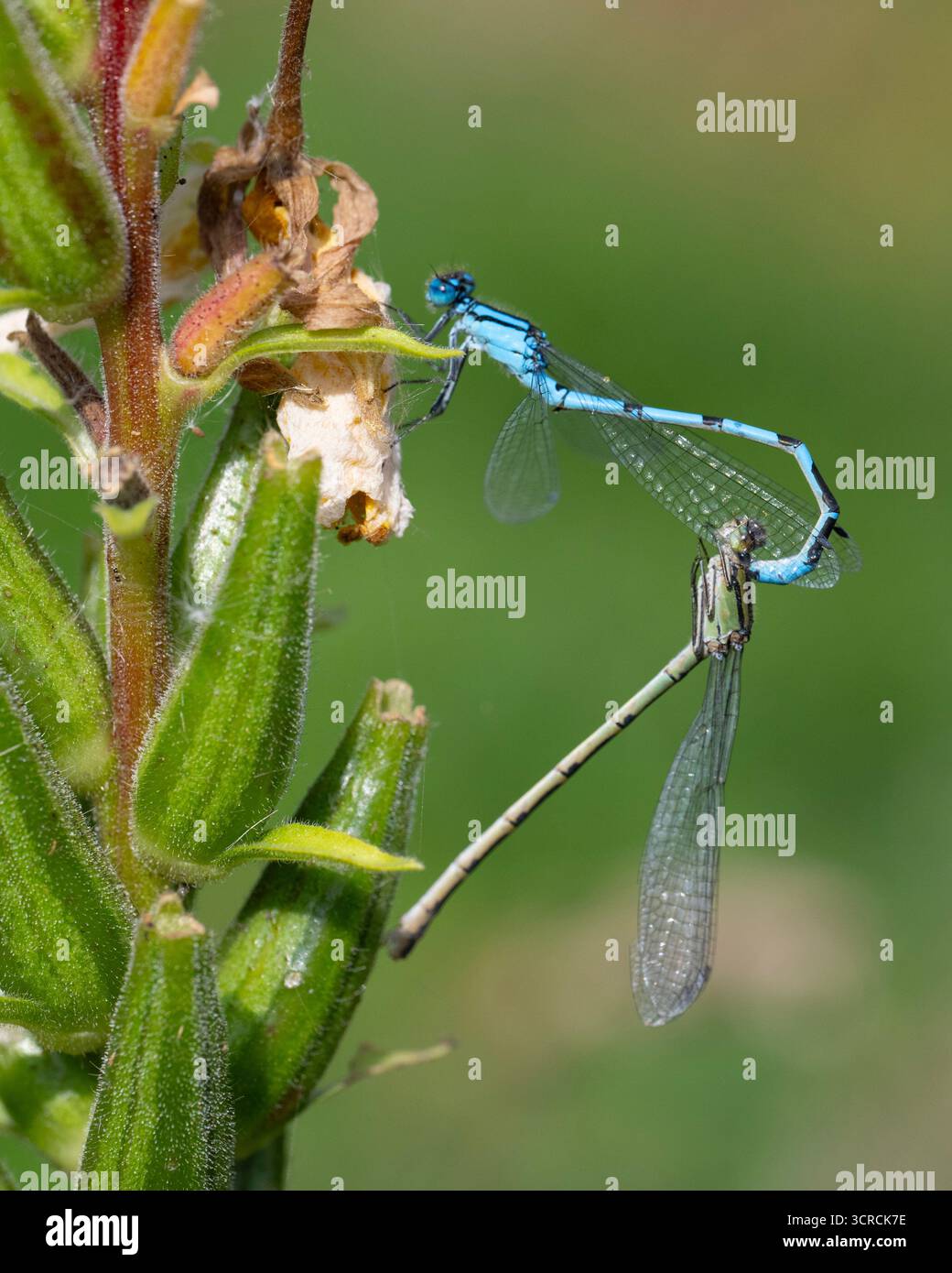 L'accoppiamento della Damselfly blu comune (Enallagma cyanthigerum) si trovava su uno stelo. Foto Stock