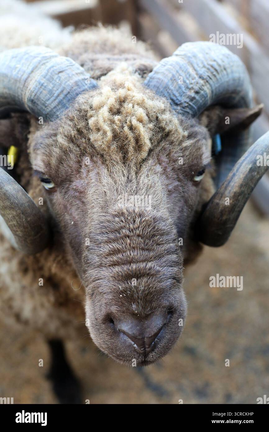 40th Masham Sheep Fair, Masham, North Yorkshire, Inghilterra Foto Stock
