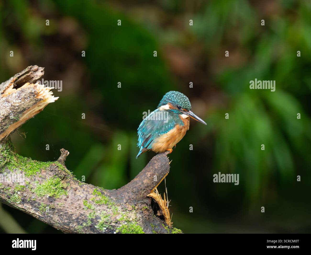 Ritratto Kingfisher comune [ Alcedo Atthis ] Foto Stock