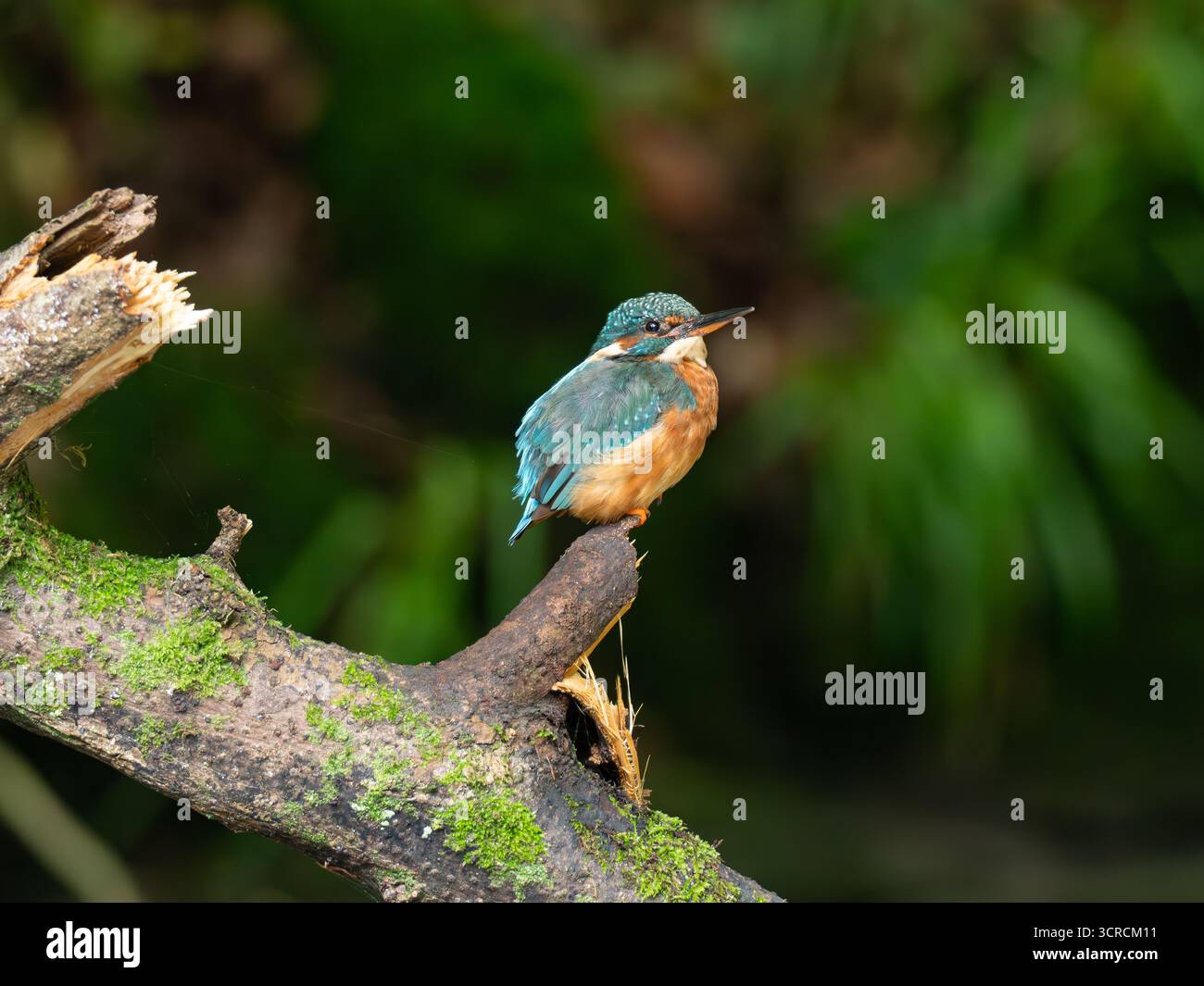 Ritratto Kingfisher comune [ Alcedo Atthis ] Foto Stock