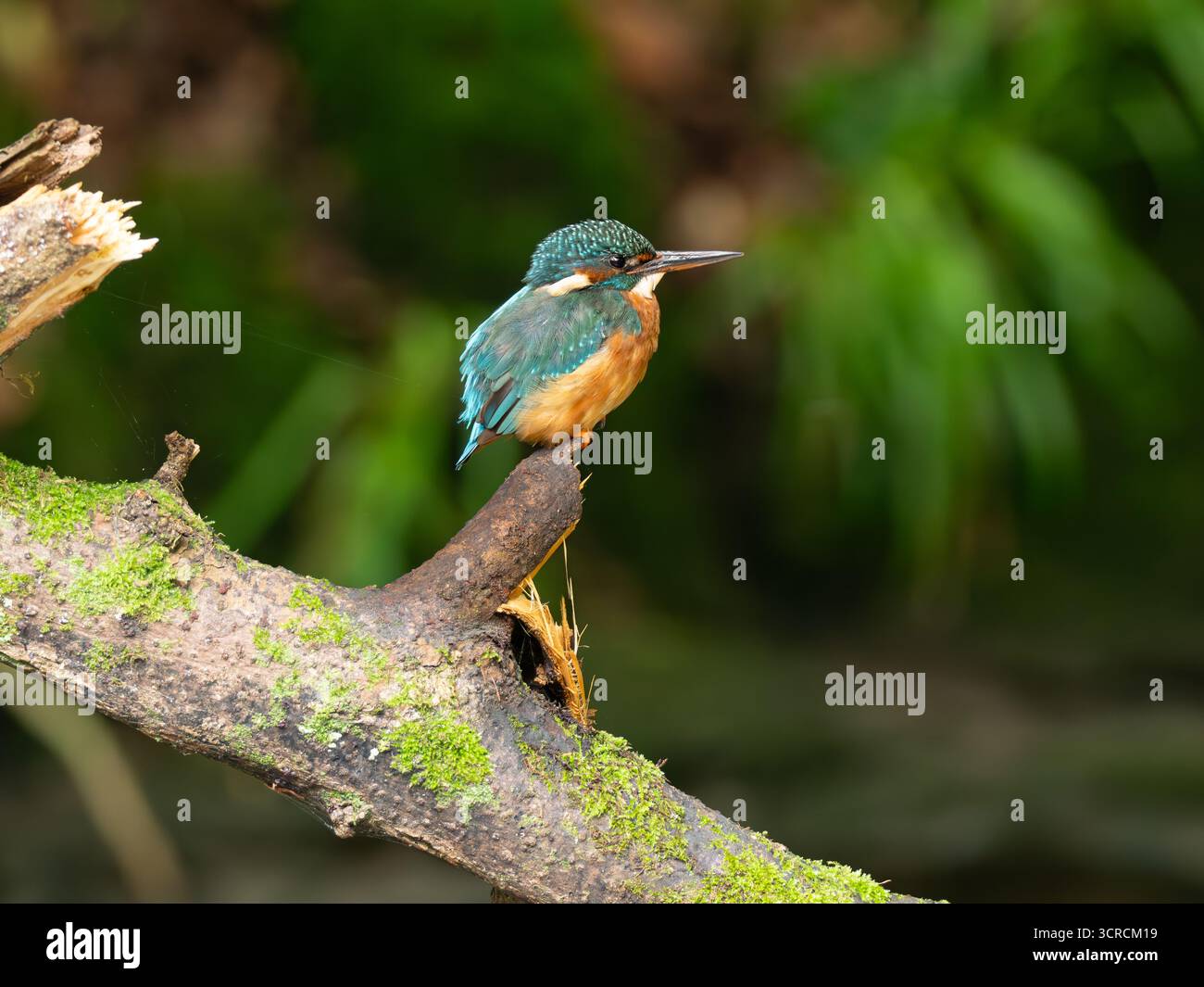 Ritratto Kingfisher comune [ Alcedo Atthis ] Foto Stock