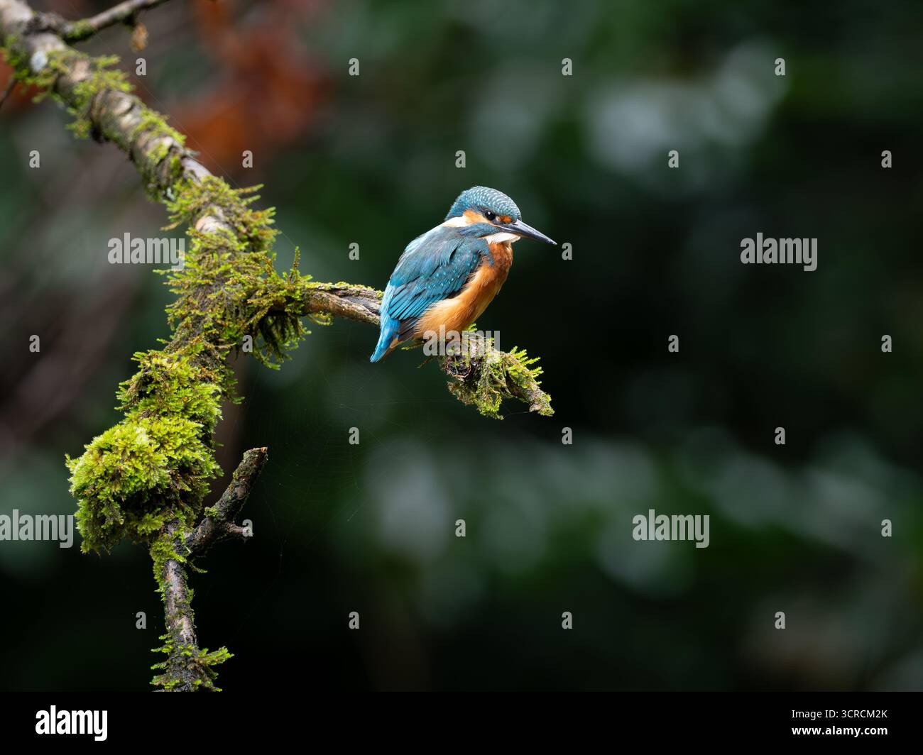 Ritratto Kingfisher comune [ Alcedo Atthis ] Foto Stock